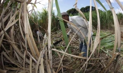 Lundi 11 juillet 2011 Début de la coupe de la canne dans l'est