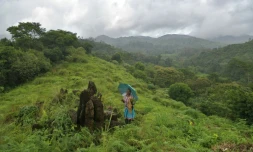 Laly Joseph, conservatrice au Gurukula Botanical Sanctuary, collecte des plantes le 16 octobre 2016 dans les montagnes du Western Ghat, en Inde