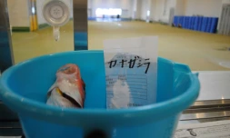 Photo fournie par le Foreign Press Center (FPCJ) du Japon montrant un poisson soumis à des tests de radioactivité à Iwaki, dans la préfecture de Fukushima, le 27 juillet 2018 