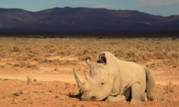 Pour Ă©viter l'extinction des rhinocĂ©ros massacrĂ©s pour leurs cornes, des dĂ©fenseurs des animaux ont optĂ© pour une solution aussi radicale qu'onĂ©reuse. Quatre-vingt mammifĂšres vont ĂȘtre transfĂ©rĂ©s d'Afrique du Sud pour l'Australie