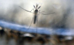 Des scientifiques américains confirment le lien entre Zika et microcéphalie du foetus