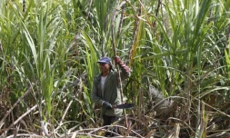Coupe de la canne à sucre