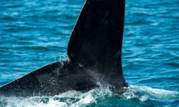 Une queue de baleine dans la baie du cap Cod, au large du Massachussets, le 5 avril 2022