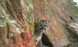 Un coureur a tué à mains nues un puma dans le Colorado