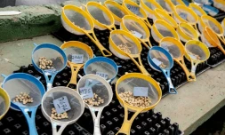 Des graines de café stockées au Centre de Recherche et d'Enseignement en Agronomie Tropicale, le 19 juillet 2023 à Turrialba, au Costa Rica