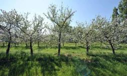 Certains arboriculteurs comme à Vernouillet, dans les Yvelines, subissent une perte totale de leur production à cause des inondations