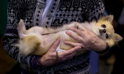 51% des Français préfèrent passer du temps avec leur chien ou leur chat plutôt qu'avec leurs amis