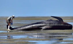 Un membre du service de protection de l'environnement de Nouvelle-Zélande lors d'un échouage massif de baleines pilotes, le 17 février 2015