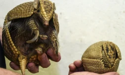 Un petit tatou à trois bandes (d) et sa mère au zoo de Mulhouse, le 11 janvier 2017