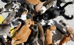 Des chats ont trouvé refuge au monastère de Tala près du village chypriote de Paphos, le 4 octobre 2016
