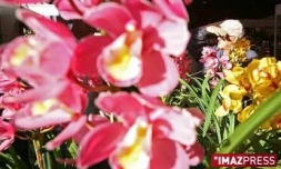 Flore et Halle (photo d'archives)