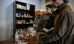 Le soigneur Zaheer Ahmed (d) s'occupe d'un milan blessé au Centre de sauvetage Margallah à Islamabad, le 7 juillet 2026 au Pakistan