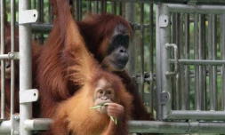 Une femelle orang-outan et son petit, le 5 janvier 2015, sur le point d'être relâchés dans une zone protégée de la forêt d'Aceh, en Indonésie