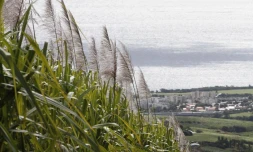 Canne à sucre