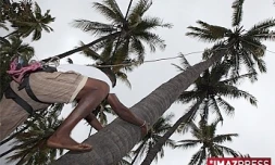 Le coco en fête