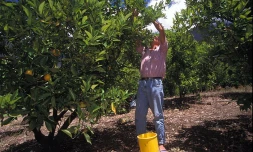 Cueillette de  tangor.