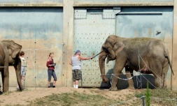 Les dompteurs du cirque Pinder nourissent deux éléphants le 11 juillet 2013, au zoo du "Parc de la Tête d'Or" à Lyon (sud-est)