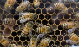 Des traces de pesticides toxiques pour les abeilles ont été détectées dans 75% du miel produit dans le monde entier