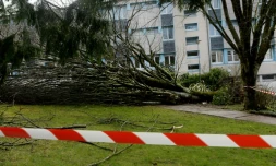 Un arbre arraché par le vent le 6 mars 2017 dans un établissement scolaire de Carhaix-Plouguer, dans le Finistère