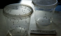 Des moustiques Aedes aegypti, vecteurs du virus Zika, à l'Institut des sciences biomédicales de l'université de Sao Paulo, le 8 janvier 2016, au Brésil