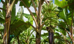 Une bananeraie en Guadeloupe en avril 2018
