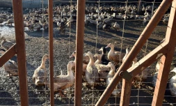 La zone d'abattage préventif étendue à 184 communes dans le Sud-Ouest de la France 