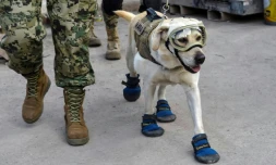 Frida, une chienne, spécialiste de la détection de personnes vivantes dans des décombres, a pour mission de chercher des survivants dans les ruines de l'école Enrique Rebsamen à Mexico, le 22 septembre 2017