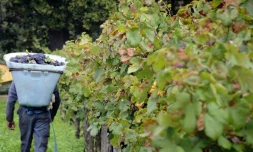 Les viticulteurs français inquiets du dépérissement des vignobles