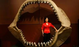 Une mâchoire fossilisée de Carcharocles megalodon, le 30 septembre 2009 avant une vente aux enchères