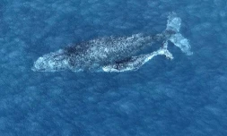 Jeudi 1 Septembre 2011
Baleines au large de la baie de Saint-Paul photo Imaz Press avec Felix ULM