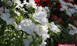 Festi-plantes (photo d'archives)