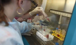 Vendredi 2 septembre 2011
Traitement de la tendinite chronique avec le procédé mis au point par Stemcis.
(Photo Michel Désiré)