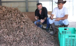 Journée de la rouroute et du curcuma chez Gilbert Hoareau (DR)