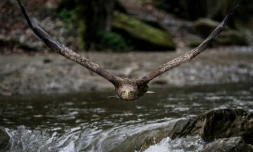 L'aigle Fletcher, photographié le 28 mars 2024 au centre de réintroduction "Les Aigles du Léman", à Sciez en Haute-Savoie