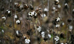 Un champ de coton le 22 novembre 2021 à Montréal, dans le Gers