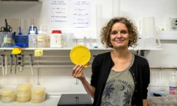 Audrey Dussutour et ses "blobs" dans son laboratoire Ă Toulouse, le 31 mai 2019