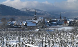 Les vignes couvertes de neige dans le village de Mittelbergheim, dans l'est de la France, le 15 janvier 2021