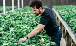 Lionel Mora, cofondateur et patron de Neoplants, inspecte ses plantes biotechnologiques avant leur expédition dans une serre de Lodi, en Californie, le 1er mai 2024