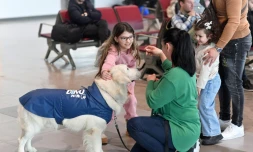 Des enfants s'approchent de Dino, un golden retriever conduit par sa dresseuse Vesna Kiskovska (d) à l'aéroport international de Skopje, le 29 janvier 2025 en Macédoine du Nord