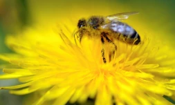 Une abeille butine une fleur de pissenlit 
