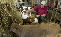 L'éleveur français Dominique Viallard soigne ses bêtes avec des huiles essentielles dans sa ferme à Saint-Genès-la-Tourette, dans le Puy-de-Dôme, le 29 septembre 2015