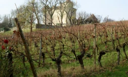 Les vignes du chùteau Lagrézette, le 17 novembre 2015 à Caillac, proche de Cahors dans le sud-ouest de la France