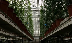 Des vanilliers cultivés dans une serre le 12 octobre 2016 à Bleiswijk