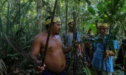 Des indigènes de l'ethnie Sateré Mawé cueillent des herbes médicinales dans la forêt amazonienne, près de Manaus pour soigner les malades du Covid-19, le 17 mai 2020