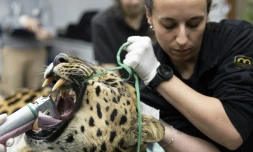Baruto, une panthère de l'Amour mâle âgé de 14 ans, est anesthésié pour un prélèvement de sperme au zoo de Mulhouse, le 9 octobre 2025 dans le Haut-Rhin