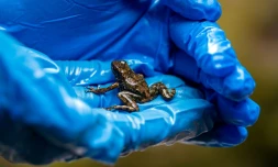 La biologiste Andrea Teran tient une nouvelle espèce de grenouille de roche du genre Ectopoglossusprès d'une cascade dans une forêt à Junin, dans la province d'Imbabura en Equateur, le 29 avril 2022