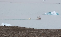 Une ourse polaire chasse un renne à Svalbard, en Norvège, le 21 août 2020