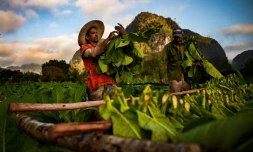 Des paysans travaillent dans une plantation de tabac de Viñales, dans la province de Pinar del Rio, à Cuba, le 18 janvier 2022