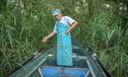 Iosif Acsente, prĂ©pare son filet de pĂȘche, prĂšs du village de Sfantu Gheorghe, Ă l'embouchure du Danube le 17 juin 2020