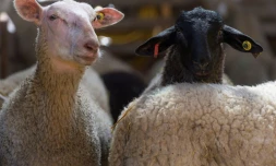 Elevage de moutons à Ceyssat, près de Clermont-Ferrand, le 1er avril 2020